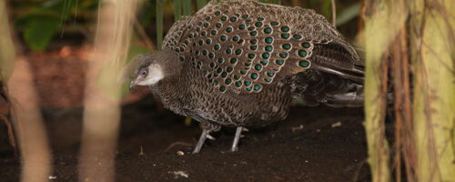 weiblicher Grauer Pfaufasan auf dem Boden zwischen Bäumen und Büschen