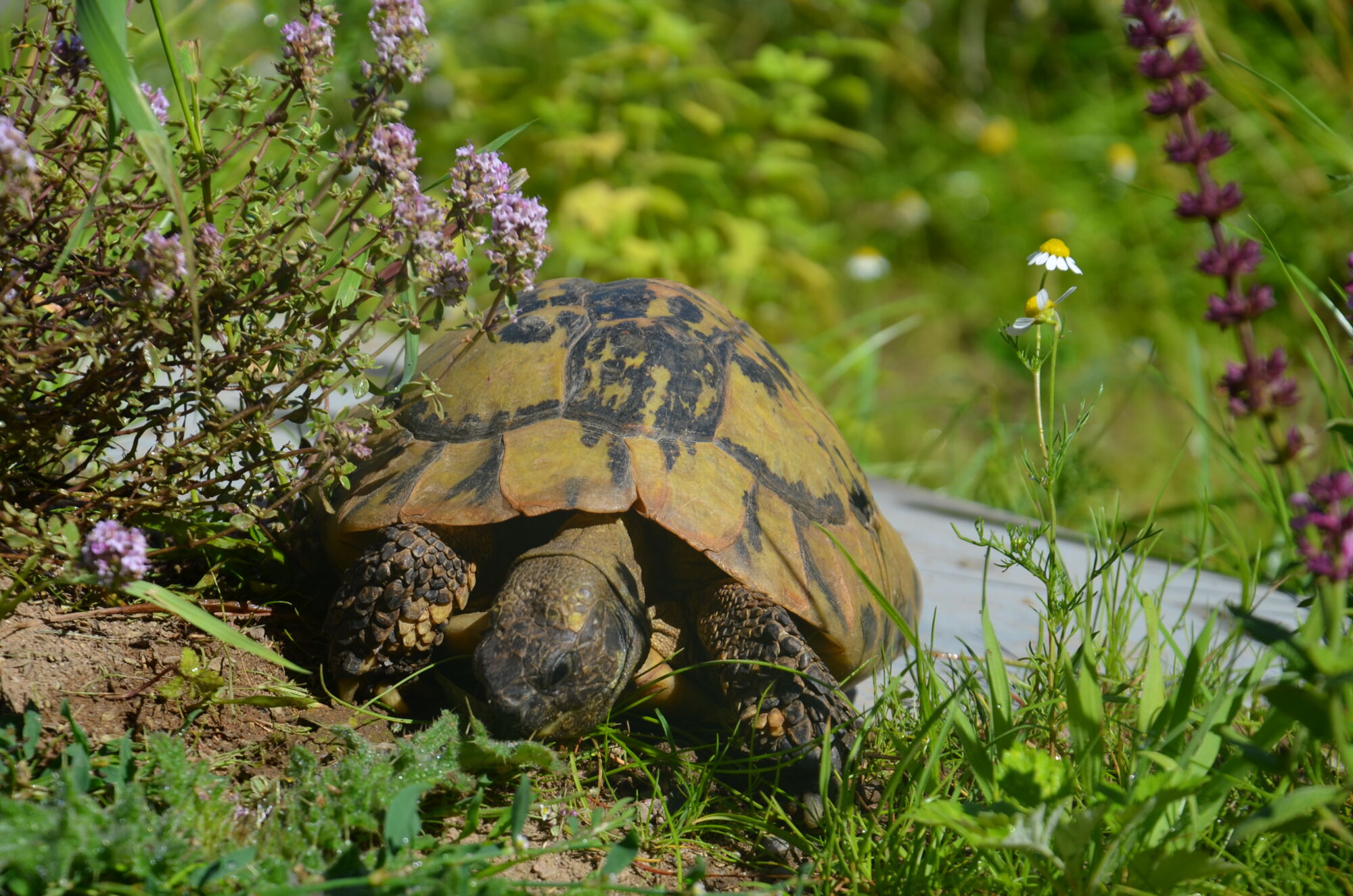 griechische Landschildkröte frisst an einer Distel