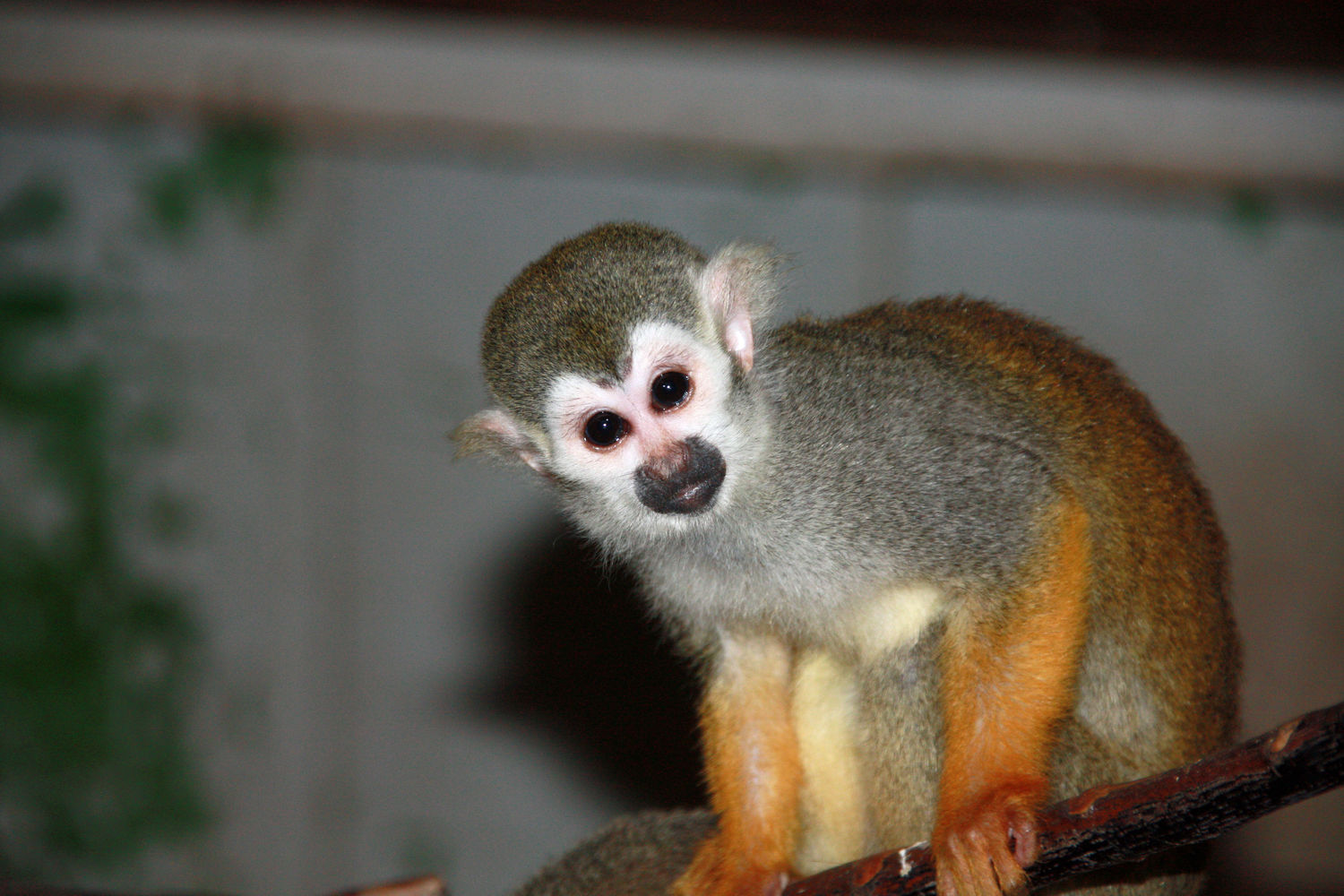 Totenkopfäffchen Kuscheltier und die Magie der Ausmalbilder: Kreativität für Groß und Klein